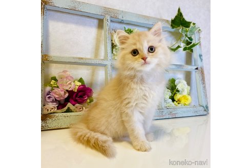 成約済の大阪府のスコティッシュストレート-67256の7枚目