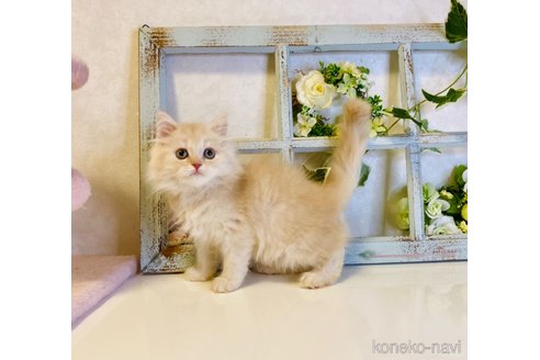 成約済の大阪府のスコティッシュストレート-67256の8枚目