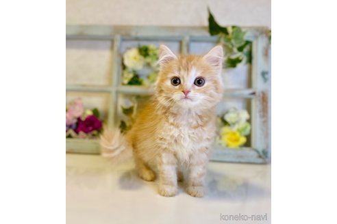 成約済の大阪府のスコティッシュストレート-67255の2枚目