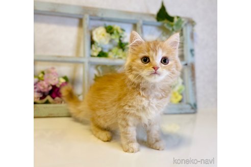 成約済の大阪府のスコティッシュストレート-67255の3枚目