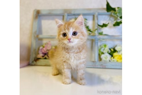 成約済の大阪府のスコティッシュストレート-67255の5枚目