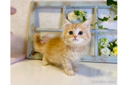 成約済の大阪府のスコティッシュストレート-67255の7枚目