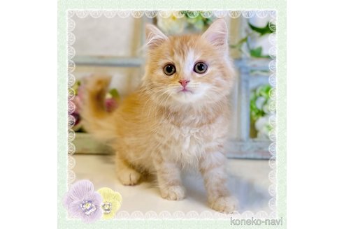 成約済の大阪府のスコティッシュストレート-67255の1枚目