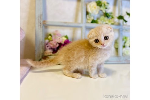 成約済の大阪府のスコティッシュフォールド(折れ耳)-67257の2枚目