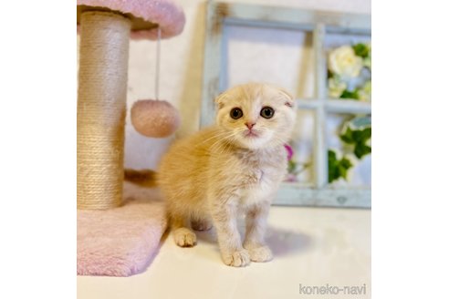 成約済の大阪府のスコティッシュフォールド(折れ耳)-67257の3枚目