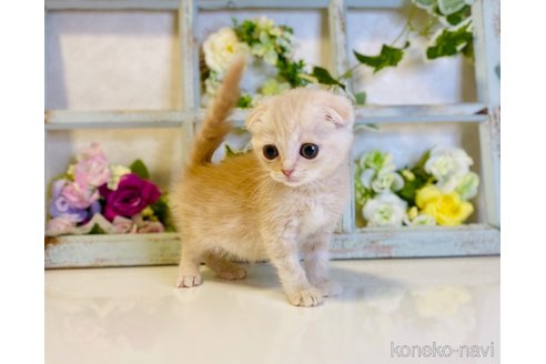 成約済の大阪府のスコティッシュフォールド(折れ耳)-67257の4枚目