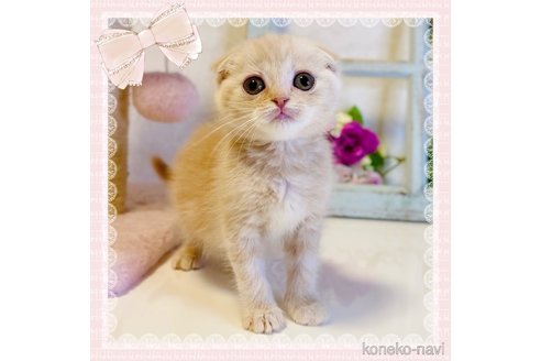 成約済の大阪府のスコティッシュフォールド(折れ耳)-67257の1枚目