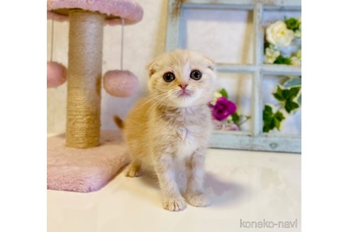 成約済の大阪府のスコティッシュフォールド(折れ耳)-67257の6枚目