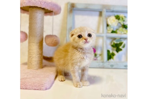 成約済の大阪府のスコティッシュフォールド(折れ耳)-67257の7枚目