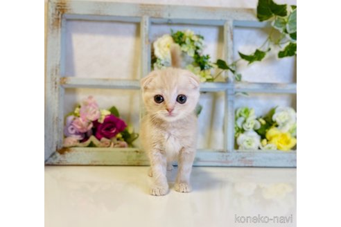 成約済の大阪府のスコティッシュフォールド(折れ耳)-67257の8枚目