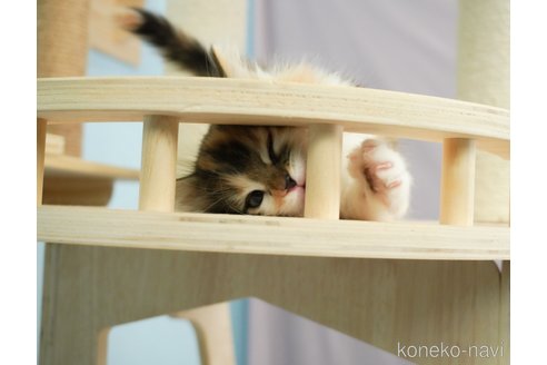 成約済の千葉県のノルウェージャンフォレストキャット-69171の17枚目