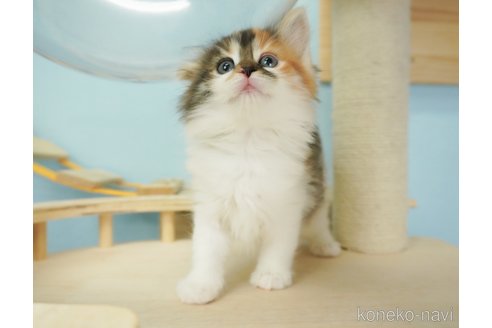 成約済の千葉県のノルウェージャンフォレストキャット-69171の11枚目