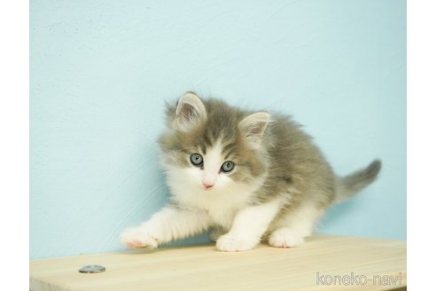 成約済の千葉県のノルウェージャンフォレストキャット-69172の3枚目