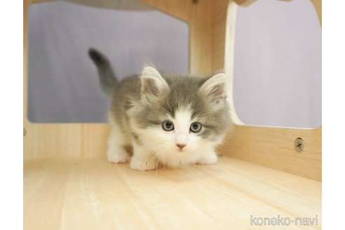 成約済の千葉県のノルウェージャンフォレストキャット-69173の1枚目