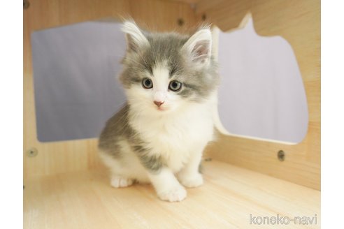成約済の千葉県のノルウェージャンフォレストキャット-69173の8枚目