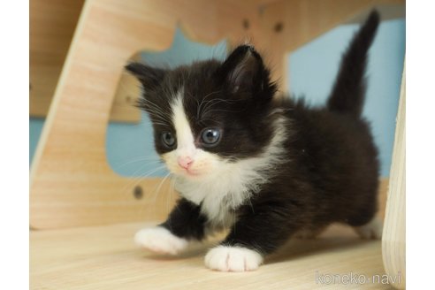 成約済の千葉県のノルウェージャンフォレストキャット-69174の3枚目