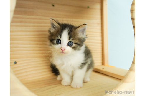 成約済の千葉県のノルウェージャンフォレストキャット-69175の1枚目