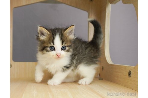 成約済の千葉県のノルウェージャンフォレストキャット-69175の5枚目