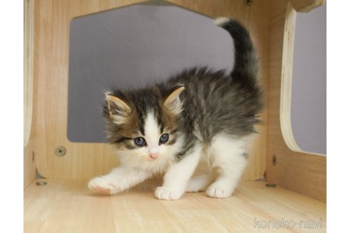 成約済の千葉県のノルウェージャンフォレストキャット-69175の4枚目