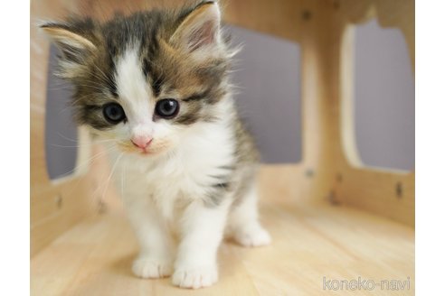 成約済の千葉県のノルウェージャンフォレストキャット-69175の3枚目