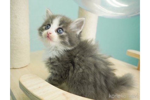 成約済の千葉県のノルウェージャンフォレストキャット-69176の10枚目