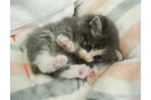 成約済の千葉県のノルウェージャンフォレストキャット-69176の6枚目