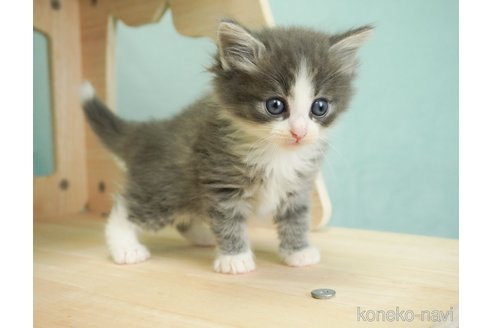 成約済の千葉県のノルウェージャンフォレストキャット-69176の2枚目