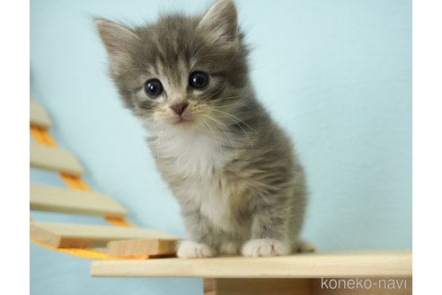 成約済の千葉県のノルウェージャンフォレストキャット-69177の13枚目
