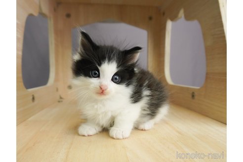 成約済の千葉県のノルウェージャンフォレストキャット-69178の9枚目