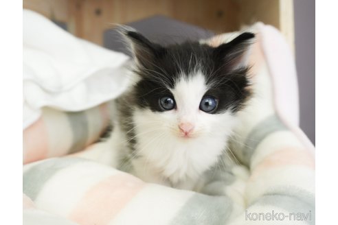 成約済の千葉県のノルウェージャンフォレストキャット-69178の11枚目