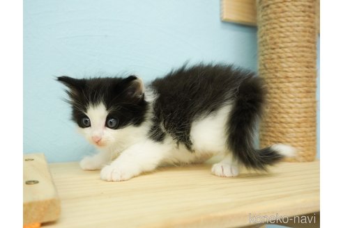 成約済の千葉県のノルウェージャンフォレストキャット-69178の2枚目