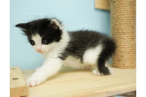成約済の千葉県のノルウェージャンフォレストキャット-69178の3枚目