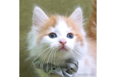 成約済の神奈川県のノルウェージャンフォレストキャット-69179の1枚目