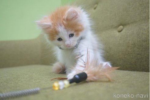 成約済の神奈川県のノルウェージャンフォレストキャット-69179の48枚目