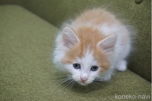 成約済の神奈川県のノルウェージャンフォレストキャット-69179の47枚目