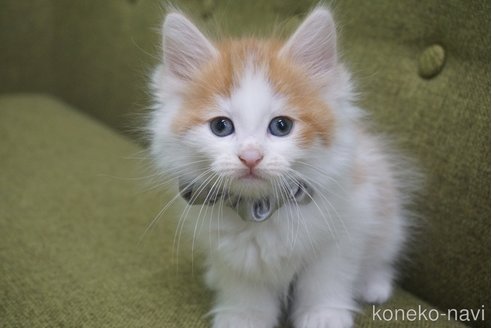 成約済の神奈川県のノルウェージャンフォレストキャット-69179の46枚目