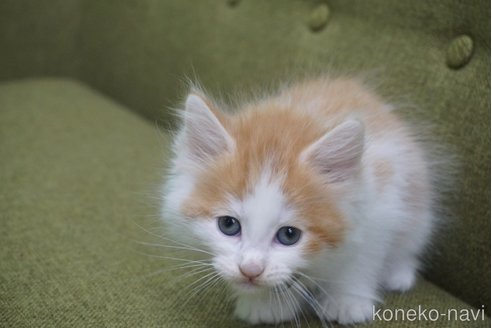 成約済の神奈川県のノルウェージャンフォレストキャット-69179の45枚目