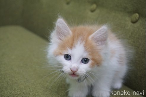 成約済の神奈川県のノルウェージャンフォレストキャット-69179の44枚目