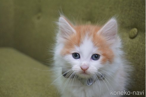 成約済の神奈川県のノルウェージャンフォレストキャット-69179の38枚目