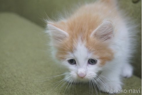 成約済の神奈川県のノルウェージャンフォレストキャット-69179の39枚目