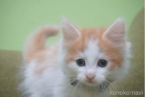 成約済の神奈川県のノルウェージャンフォレストキャット-69179の41枚目