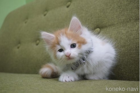 成約済の神奈川県のノルウェージャンフォレストキャット-69179の35枚目