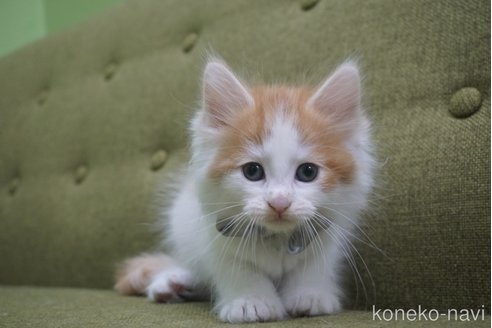 成約済の神奈川県のノルウェージャンフォレストキャット-69179の34枚目
