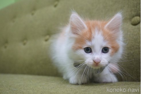 成約済の神奈川県のノルウェージャンフォレストキャット-69179の32枚目