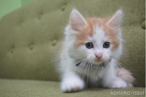 成約済の神奈川県のノルウェージャンフォレストキャット-69179の31枚目