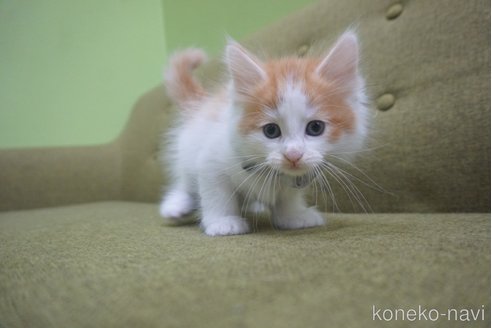 成約済の神奈川県のノルウェージャンフォレストキャット-69179の27枚目