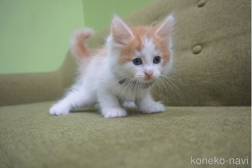 成約済の神奈川県のノルウェージャンフォレストキャット-69179の28枚目