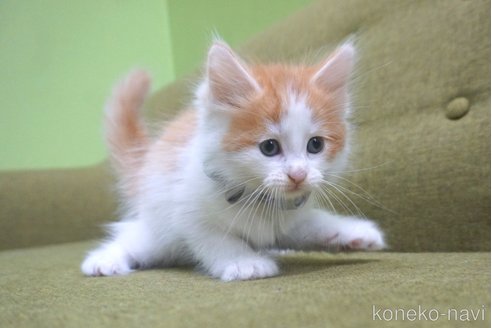 成約済の神奈川県のノルウェージャンフォレストキャット-69179の25枚目
