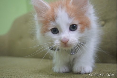 成約済の神奈川県のノルウェージャンフォレストキャット-69179の24枚目