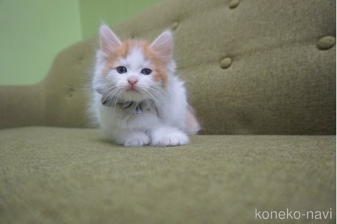 成約済の神奈川県のノルウェージャンフォレストキャット-69179の23枚目